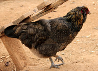 chickens_4_by_mountainviewstock-d8u2reb.jpg