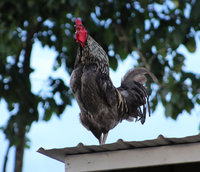 chickens_25_by_mountainviewstock-dbgrunc.jpg