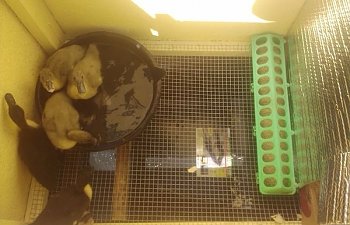 Less Mess Duck Brooder