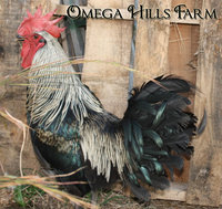 blue isbar-rooster.jpg