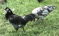 IMG_1566.JPG