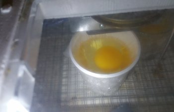Incubating without a eggshell