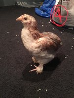 0EED4454-F157-44BF-8208-2B3AD0C32F5A.jpeg