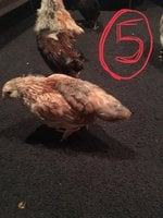 D9E777E4-7DCF-4C0E-A0A4-C9C7CFF760E4.jpeg