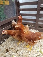 Resized_20180605_113224.jpeg