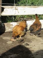 IMG_0021.JPG
