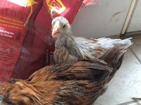 AADDB250-255B-4819-B019-86F12A511993.jpeg