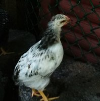 IMG_20180921_223731.jpg