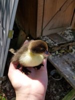 Baby from 2nd clutch.jpg