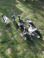 Mama and some of 2nd clutch.jpg