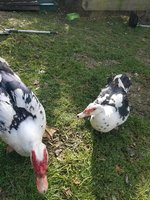 Blue and Charlie (ma and pa).jpg