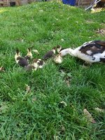 Duckers and mama.jpg