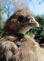 silkie 2.jpg