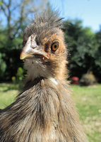 silkie 3.jpg