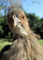 silkie 4.jpg