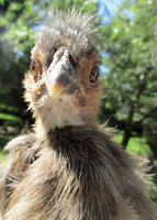 silkie 1.jpg