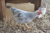 birdy2.JPG