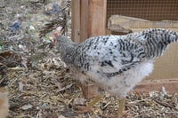 DSC_0811.JPG