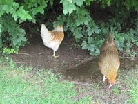 IMG_3664.JPG