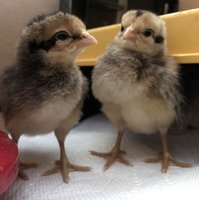 1273162E-2146-4555-B0EB-D8D8FD5711AA.jpeg