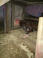 IMG_20180929_060939.jpg