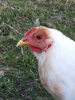 IMG_20180929_152512.jpg