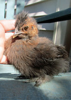 silkie 5.jpg