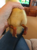 IMAG0746.jpg