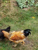 20180930_113650.jpg