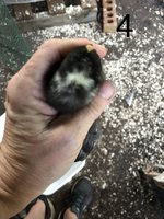 3B7EA0F8-C675-4175-BDE4-C45FD282AD70.jpeg