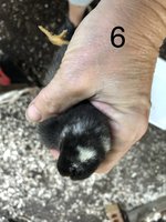95CB9EEA-2EE9-42DF-A5D3-520E0AC3DCD2.jpeg