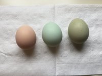3B73E0D3-68C4-485A-8D77-7C82B868D854.jpeg