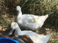 IMG_0899.JPG