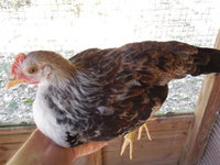 DSCN7334.JPG