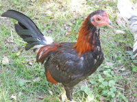 DSCN7340.JPG