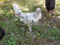 DSCN7341.JPG