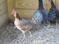 DSCN7370.JPG