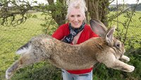 APR26_RABBIT_POST01.jpg