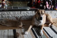 Flemish-giant_1789776622.jpg