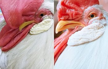 DUBBING (REMOVING)  EXTRA LARGE COMB OF ROOSTER "LIFE SAVING GUIDE"