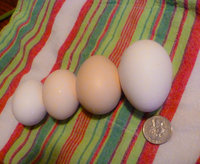 4 eggs (3 of 1).jpg