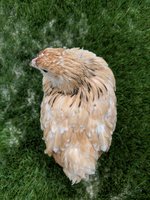 IMG_20181005_164051.jpg