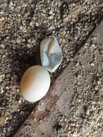 soft egg shell.jpg