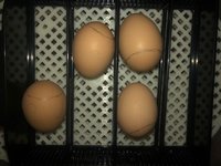 Day 16-13.jpg