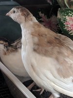 IMG_20181005_120730.jpg