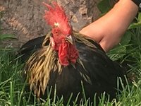 ROOSTER[348].jpg