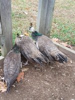 20181007_131844.jpg