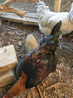 IMG_1494.jpg