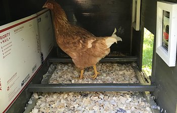 My Prefabricated Coop Kit