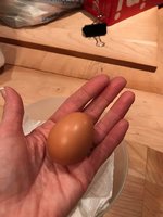 First egg 1.jpg